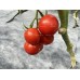 Материал укрывной Агротекс д/томатов 80-1,06-6м бело-черн.+бел.30-3,2-8м